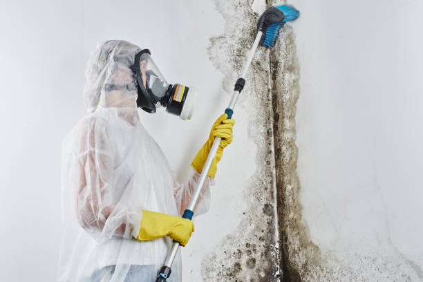 Best Commercial Mold Remediation in Albion, MI